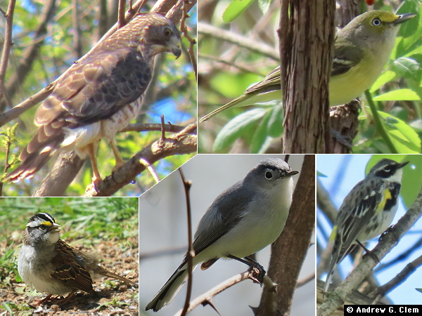 Birds 2025 April 18