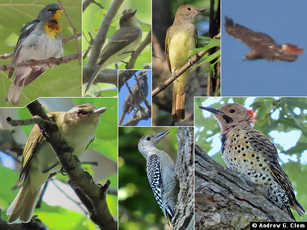 Birds 2025 Aug 5