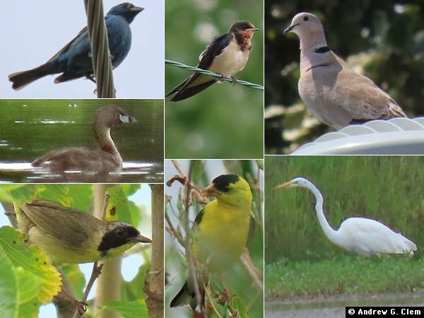 Birds 2025 Aug 9