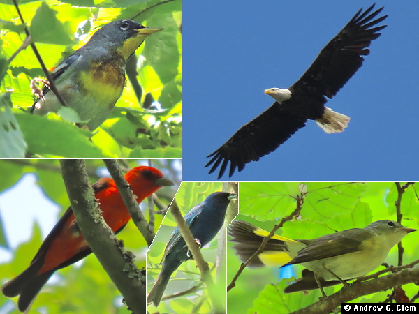 Birds 2025 July 7