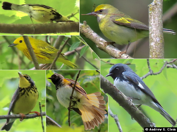 Birds 2025 June 7