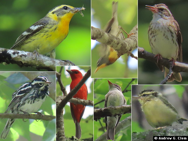 Birds 2025 June 28
