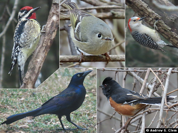 Birds 2025 Mar 15