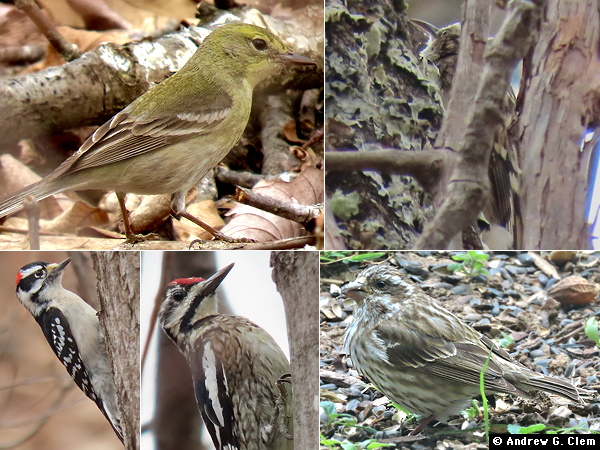 Birds 2025 Mar 15