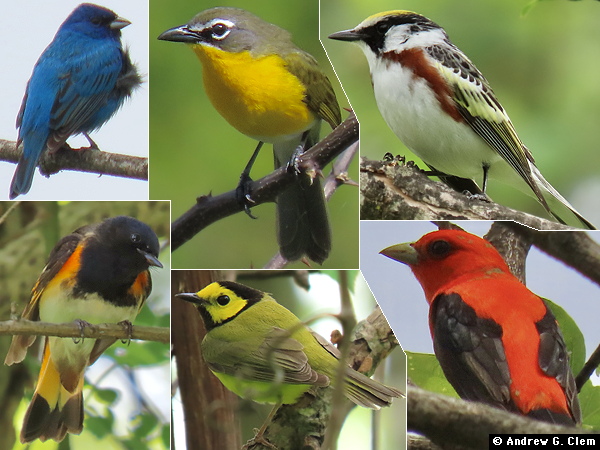 Birds 2025 May 11