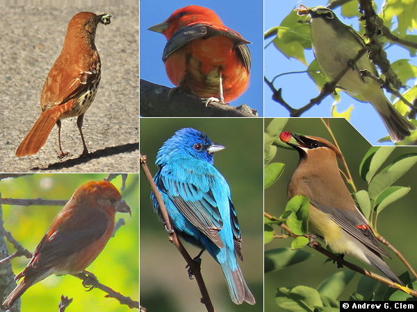 Birds 2025 May 24 other birds