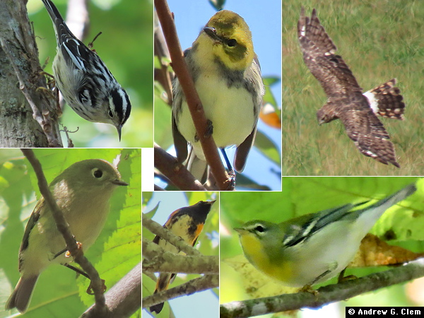 Birds 2025 October 3
