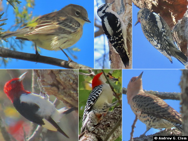 Birds 2025 October 18