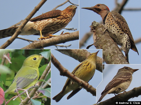 Birds 2025 Sep 5