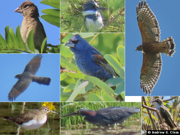 Birds 2025 Sep 8