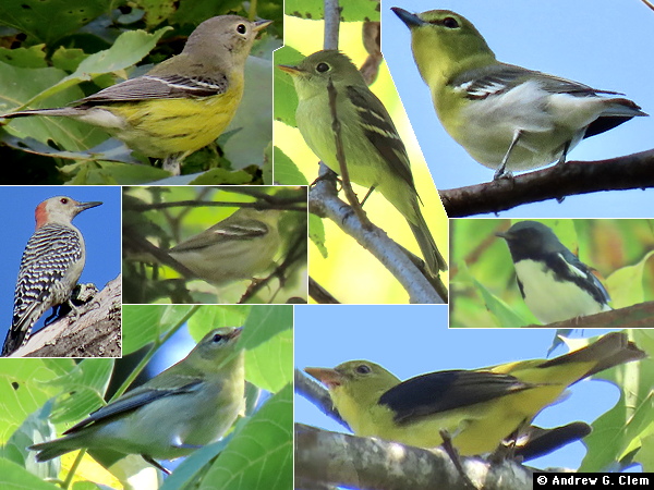 Birds 2025 Sep 13