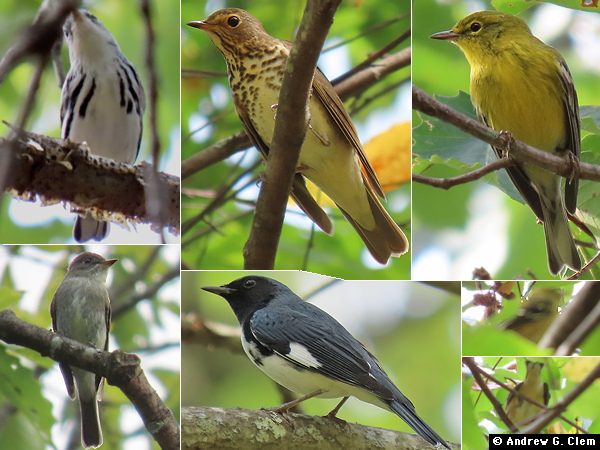 Birds 2025 Sep 20