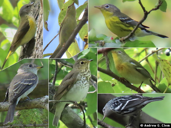 Birds 2025 Sep 22