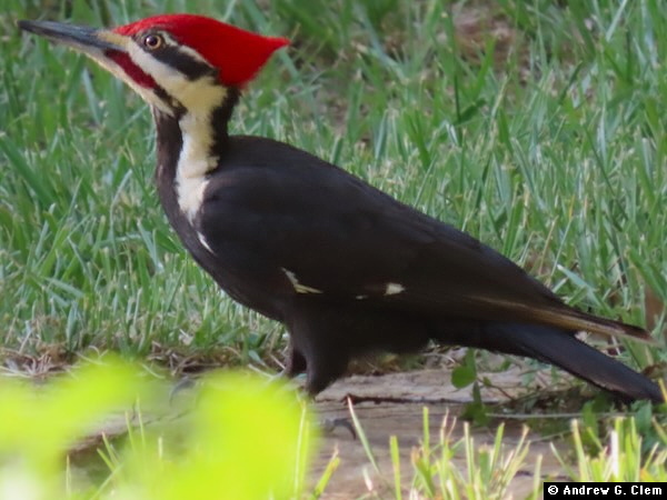 Birds 2025 April 18