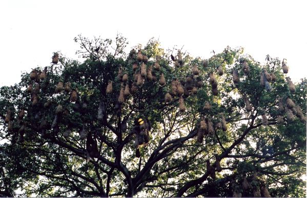 Oropendula_nests.jpg