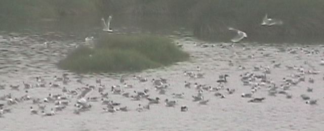 Pantanos de Villa